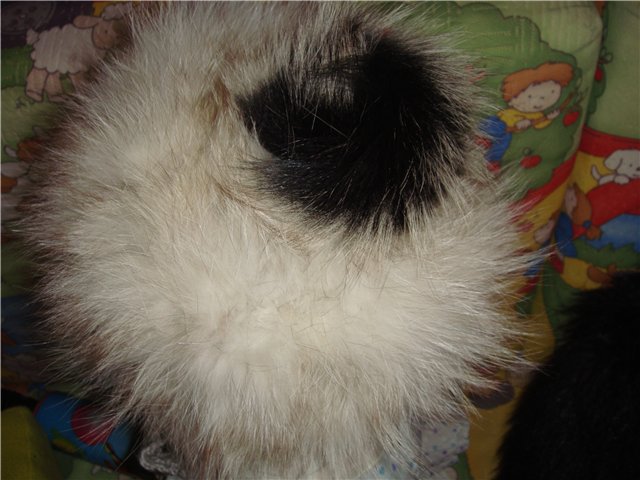 450cbe052d17.jpg