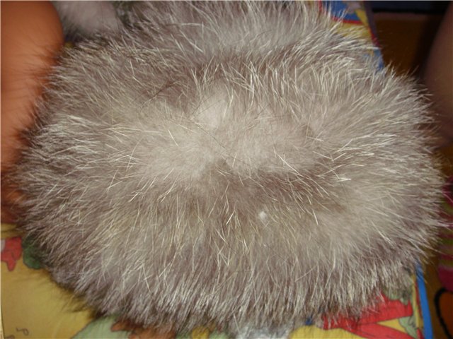 e87832ef5c6b.jpg