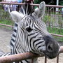 zebra