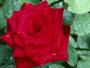 redrose