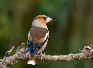 Screenshot_20210506-111506_Samsung Internet.jpg