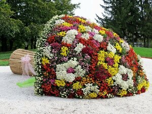 Klumba-iz-hrizantem-v-vide-buketa.jpg
