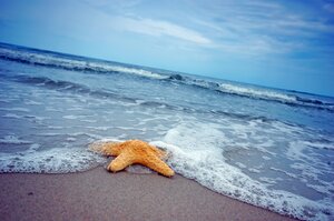 zvezda-starfish-summer-sand-more-pesok-sea-pliazh-beach.jpg
