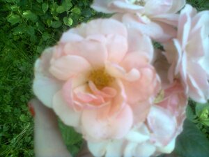 1789721566_1594.thumb.jpg.6dc7d0d7a8af79e88ce1140cde84256b.jpg