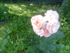 2031258341_1591.thumb.jpg.44fcb27bb9aac5fe4209a3182fb23028.jpg