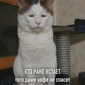 350544191_9.thumb.jpg.6d276bcd8e073dbffefc9da03b8fb615.jpg