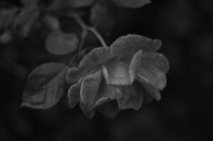 work.7205434.1.flat,550x550,075,f.black-and-white-rose.jpg