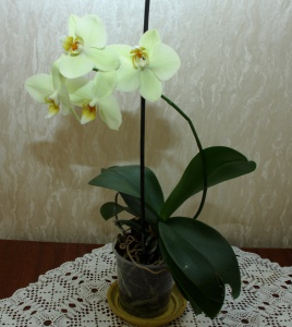 IMG_7457.JPG