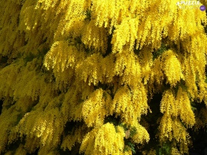 yellow_trees.jpg
