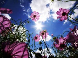 1276233816in_the_flowers_by_othersnow.jpg
