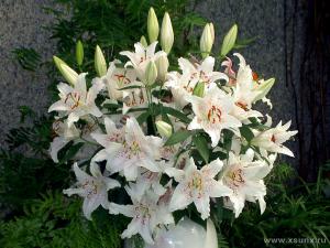 lilies4.jpg