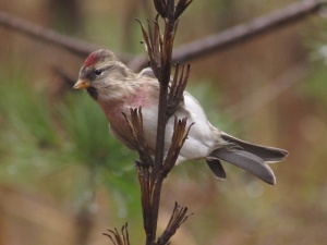 post-23571-1542551526_thumb.jpg