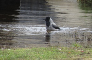 post-23571-1572095560_thumb.jpg