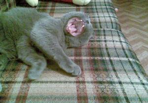 post-24481-1337680006_thumb.jpg