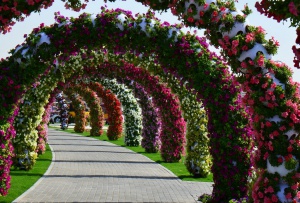 Dubai_Miracle_Garden_13.jpg