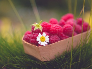 Raspberry_Basket_And_Daisy_800x600.jpg