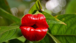 leaves_lips_nature_plants_red_flowers_1920x1080_76543.jpg
