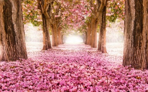 Sakura.jpg