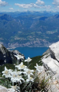 59ecf43025aabf6a68cd5eed2998264e__edelweiss_tattoo_alps_switzerland.jpg