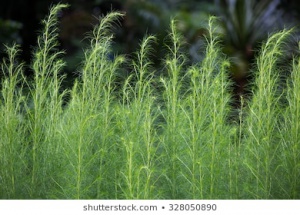 herb_plant_asparagus_racemosus_260nw_328050890.jpg