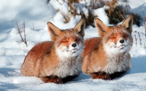 two_foxes_snow_sleep.jpg