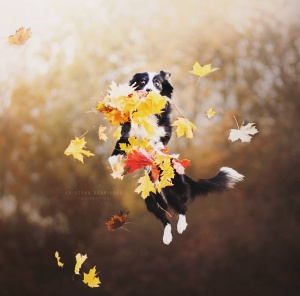 dog_portraits_kristyna_kvapilova_4.jpg