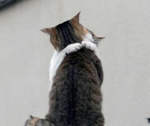 cat_love_29.jpg