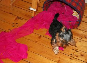 DSC_00018288DSC_0001.jpg