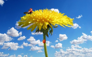 flower_blossom_bloom_dandelion_chafer_spring_spring_awakening_sky_1040897.jpg_d.jpg