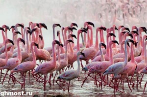 rozovyj_flamingo_obraz_zhizni_i_sreda_obitaniya_rozovogo_flamingo_3.jpg