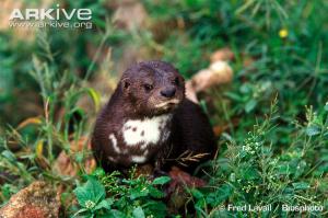 hydrictis_maculicollis2.jpg