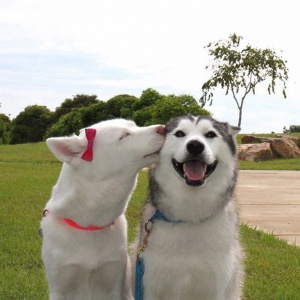 animals_kissing1.jpg