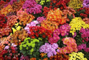 39749_800x600_49.jpg