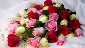 rose_with_dew_drop.jpg