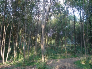 DSC06629.JPG