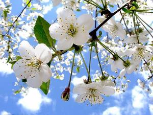 bigstockphotoSpringFlowers6149871_Full.jpg