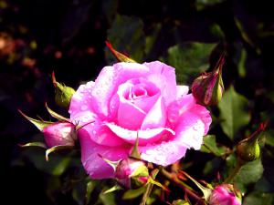 last_rose_for_cherie.jpg