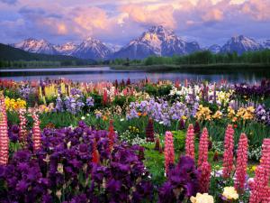 montagnes_et_fleurs.jpg