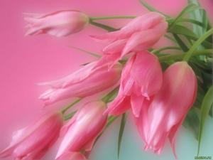 IMG_2007_03_07__F6_E2_E5_F2_FB__E1_EE_EB.jpg
