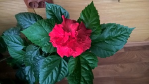 WP_20171120_08_52_25_Pro.jpg