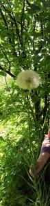 IMG_20200609_100849.jpg.jpg