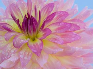 Dew_Covered_Dahlia.jpg