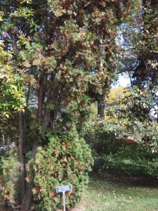 IMG_20190928_113105.jpg