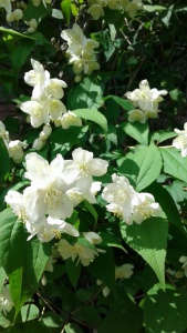20160616_105243.jpg