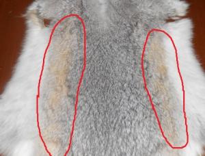 post-36648-1361951990_thumb.jpg