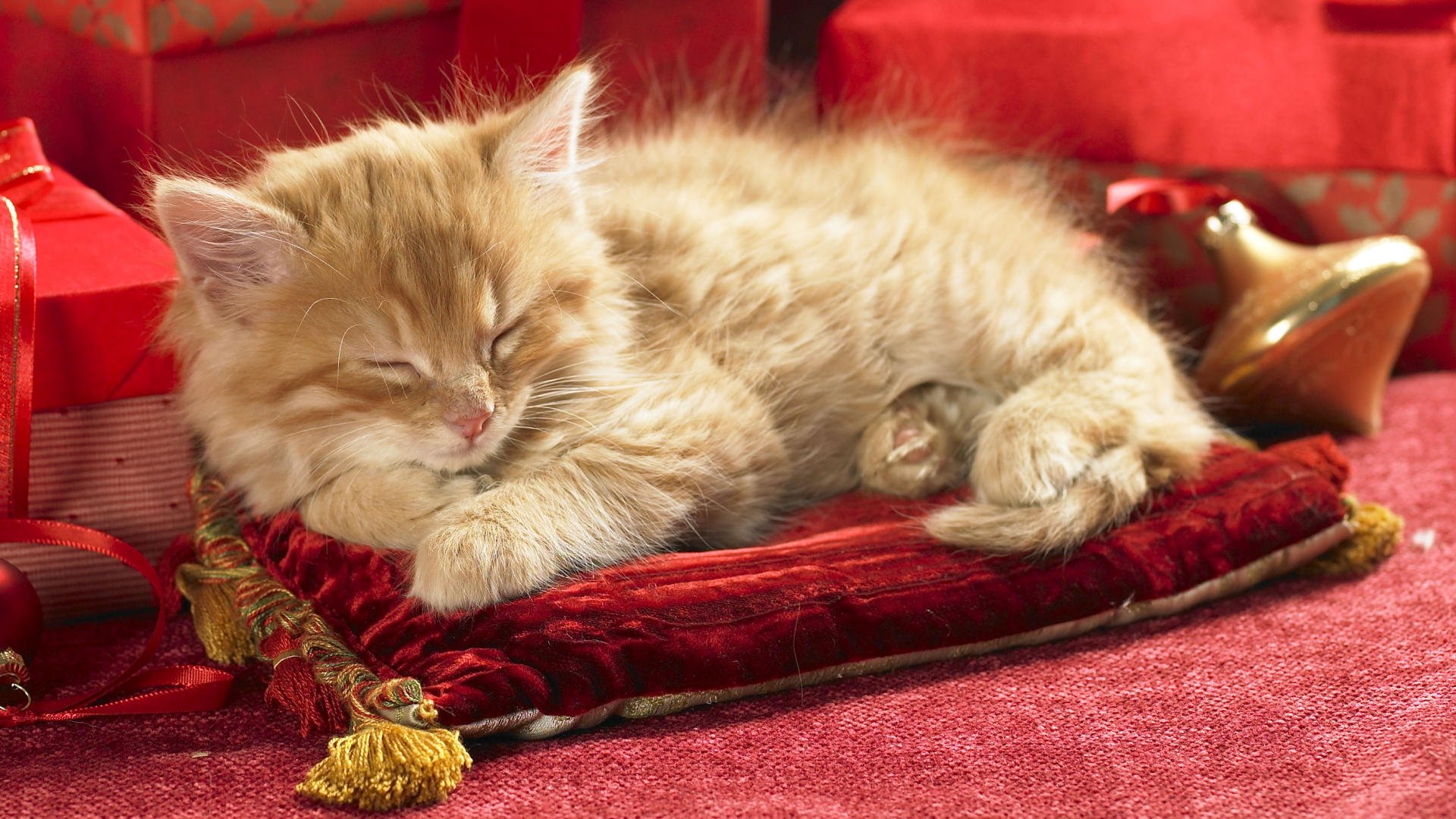 Пушистый спящий котенок. Спящие котята. Спящий котенок. Рыжий кот.