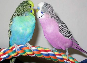 budgerigar_pink_blue_parakeet.jpg