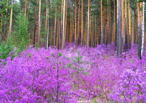 s1200.jpg