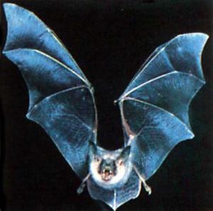 bat.jpg