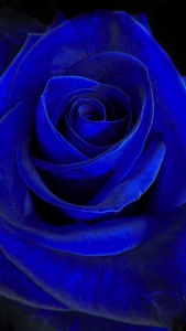 blue_velvet_wallpaper_2048x1152.jpg